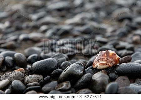 Close Up Of A Red Shell In A Volcanic Beach Rocks In Bali, Indonesia With Copy Space