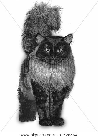 Gatto