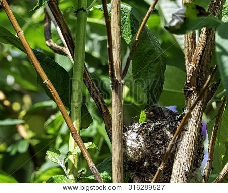 European Goldfinch (carduelis Carduelis) Nest With Chicks - London, United Kingdom