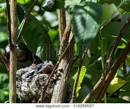 European Goldfinch (carduelis Carduelis) Nest With Chicks - London, United Kingdom