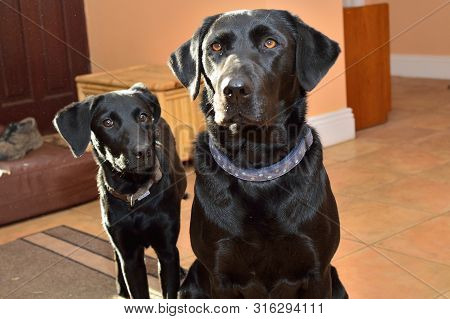 Portrait Of A Black Labrador Sitting Next To A Puppy And Looking At The Camera