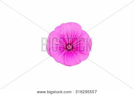 Delicate Pink Flower Isolated On White Background. Lavatera Malvaceae, Or Annual, Rose, Royal Or Reg