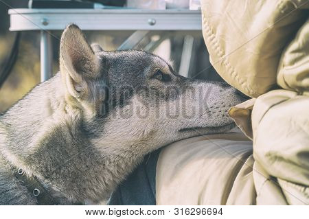 Portrait Of A Dog Breed West Siberian Laika