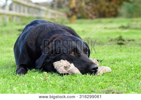 Black Labrador With A Soft Toy