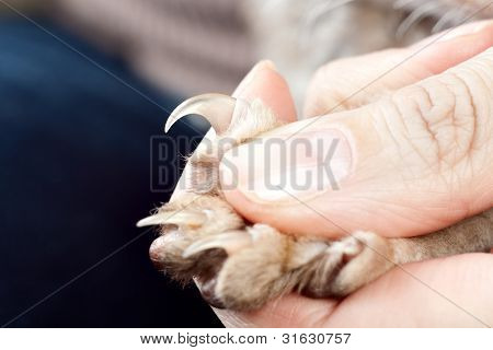 Cat Shows Claw