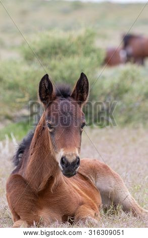 A Cute Wild Horse Foal In The Utah Desert In Late Spring