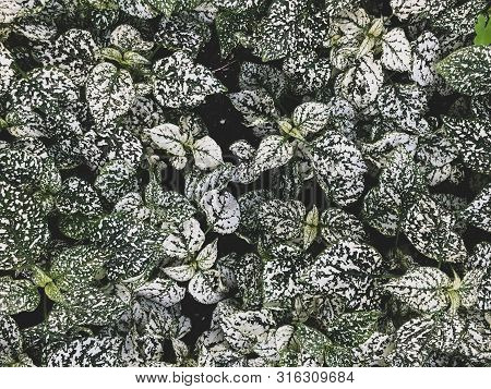 Begonia Escargot With Beautiful Green And White Leaves