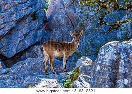 Spanish Ibex, Capra Pyrenaica In Torcal De Antequera National Park, Spain