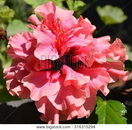 A Wide Opened Light Pink Hibiscus, Algeria