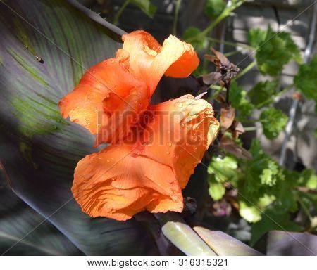 An Orange Hybrid Wide Flower With Violet Leaves