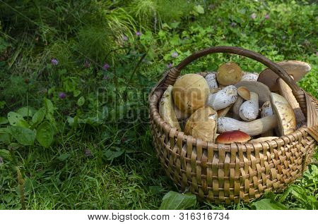 Beautiful Wooden Woven Basket Full Of Mushrooms Boletus Edulis.
