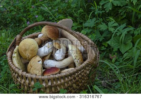 Beautiful Wooden Woven Basket Full Of Mushrooms Boletus Edulis.