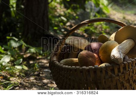 Beautiful Wooden Woven Basket Full Of Mushrooms Boletus Edulis.