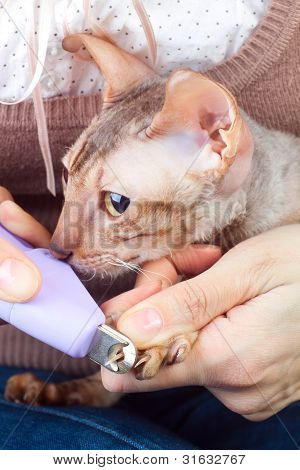 Wrong Trimming Cat`s Nail