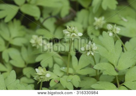 Adoxa Moschatellina Flowers In Spring, Close Up Shot