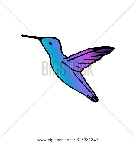 Vector Illustration Of Hand Drawn Colibri. Vector Tropical Bird.