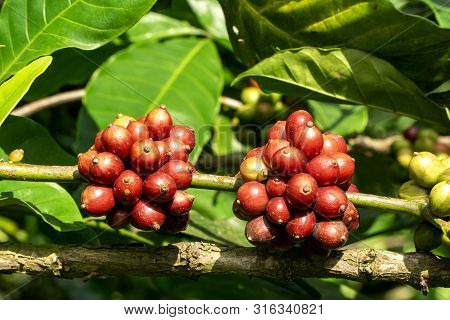 Fresh Ripe Red Coffee Beans On Branch Of A Coffee Tree In A Farm