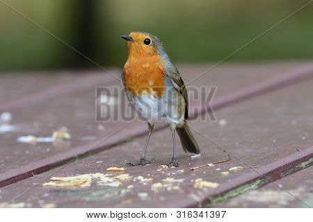 Portrait Of A European Robin (erithacus Rubecula) Perching On A Picnic Table