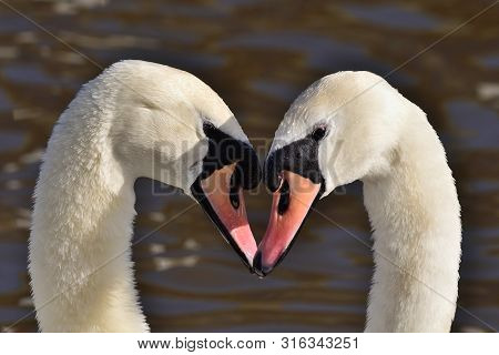 Head Shot Of Two Mute Swans (cygnus Olor) Performing A Courting Ritual