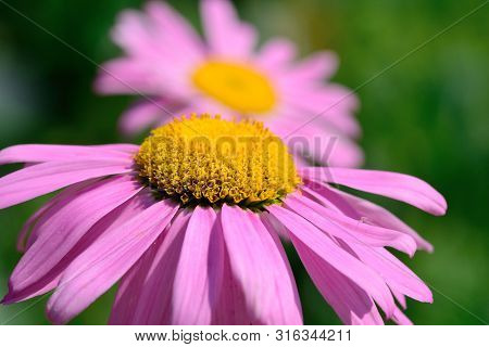 Close Up Of Pyrethrum Daisies In The Garden