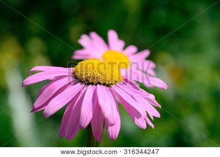 Close Up Of Pyrethrum Daisies In The Garden