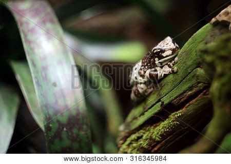 Milky Poisonous Frog Sitting On A Piece Of Wood Among The Leaves.