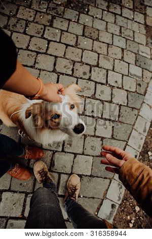 Puppy Border Collie Gives Paw The Giel