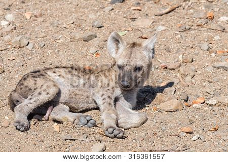 A Spotted Hyaena Cub, Crocuta Crocuta, Lying In The Sun
