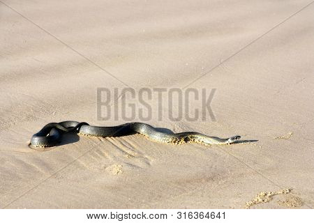 Snake Swam In The Sea And Is Now Basking In The Sun