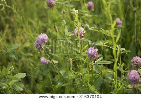Blooming Clover Purple. Clover Grows In A Clearing And Is Illuminated By A Warm And Bright Sun.