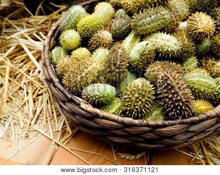 Bright Green Fruits Of Melothria. Exotic Cucumber From The Family Of Pumpkin