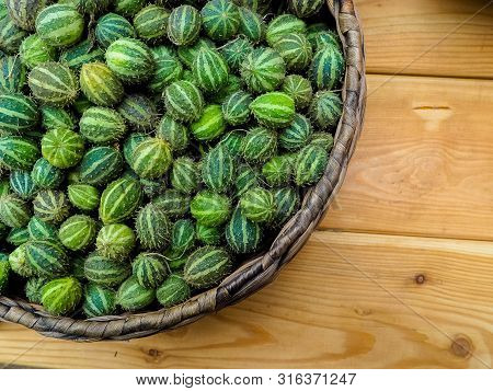 Bright Green Fruits Of Melothria. Exotic Cucumber From The Family Of Pumpkin
