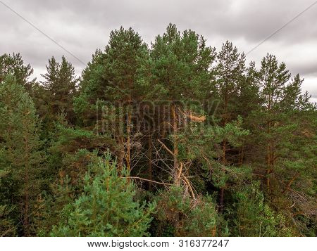 View Of The Summer Forest From The Drone