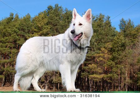 Swiss Shepherd Dog Staying Over Forest
