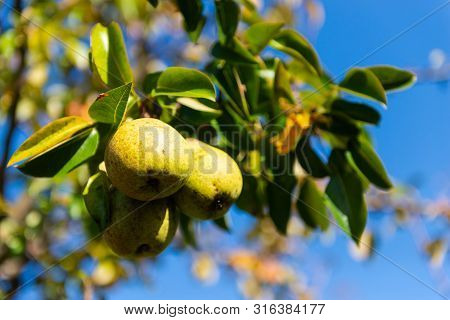 Pears On A Branch. Natural, Organic Pears. Three Ripening Pears On One Tree Branch.
