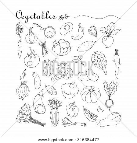 Vegetables. Vector Set With Hand Drawn Doodles On The  Theme Of Food. Sketches For Use Of Design. Pu