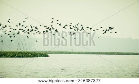 Flock Of Cormorant Shag Birds Flying Over Lake In Winter. Migratory Waterfowl Fly On Their Way Back 