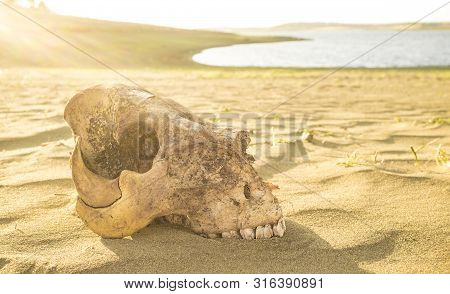 Livestock Skull Close To Reservoir Shore. Drought Empties Reservoirs Concept
