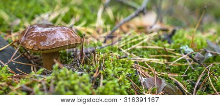 Polish Mushroom Of The Borovik Or Mokhovik Genus. Boletus Badius.