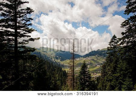 Landscape Of The Pine Forest And Clouds