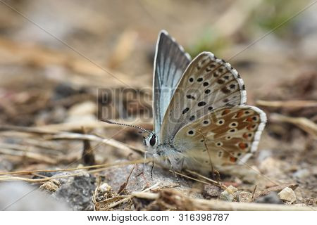 Small Blue Butterfly, Polyommatus Coridon, In Nature Chalkhill Blue Butterfly Or Lysandra Coridon