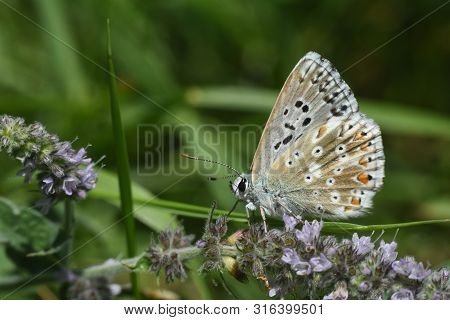 Small Blue Butterfly, Polyommatus Coridon, In Nature Chalkhill Blue Butterfly Or Lysandra Coridon