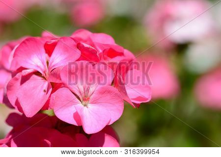 Close Up Of Pink Geraniums In Bloom