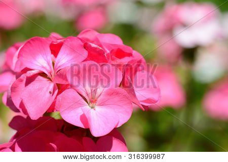 Close Up Of Pink Geraniums In Bloom