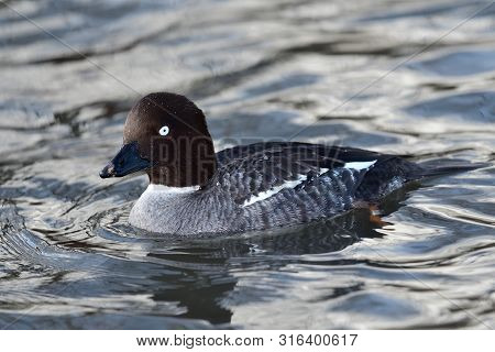 Portrait Of A Female Goldeneye Duck (bucephala Clangula) Swimming In The Water
