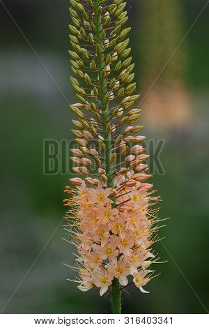 Close Up Of A Narrow Leaved Foxtail Lily (eremurus Stenophyllus) In Bloom