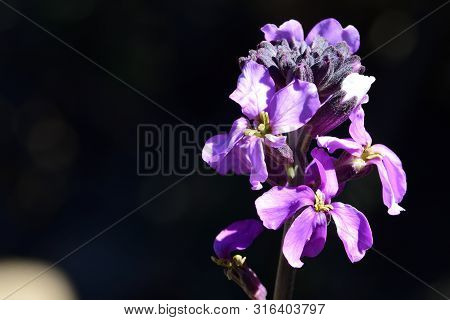 Close Up Of An Erysimum Scoparium Flower In Bloom