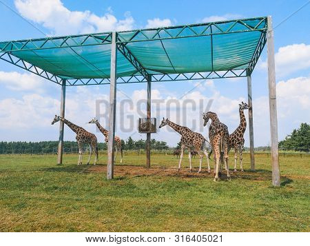 Five Large Spotted Adult African Giraffes Standing Outside In Safari Park Zoo Eating Hay On Sunny Su