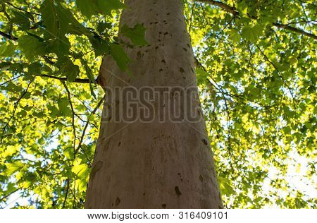 Smooth Sycamore Tree Bark On Focus,  Entering Sunlights Trough  Green Leaves .