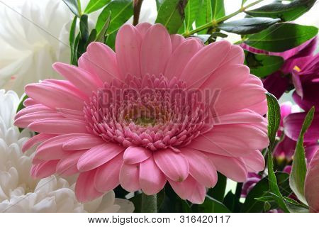 Close Up Of A Pink Gerbera Flower In Bloom
